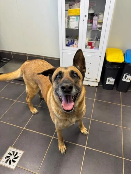 MASHA, female Mixed Breed for adoption at Refugio Tierra Blanca