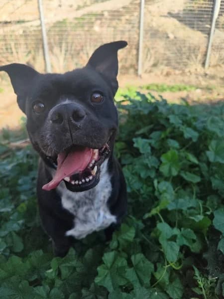 GALIA, Mixed Breed (Refugio Tierra Blanca)