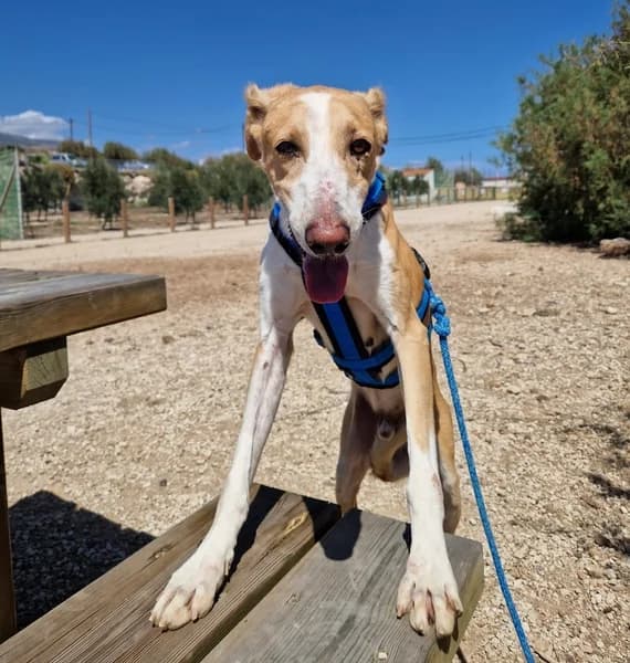 FRANK, Mixed Breed (Refugio Tierra Blanca)