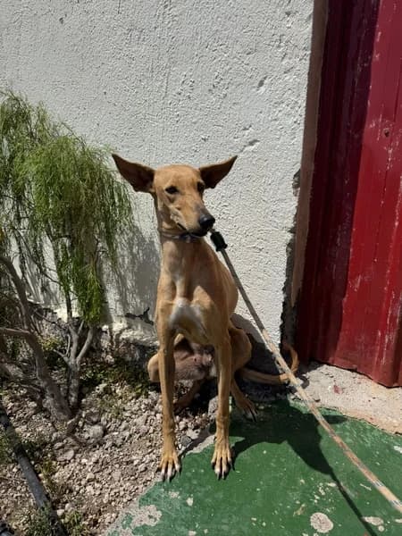 MATILDE, Podenco (Refugio Tierra Blanca)