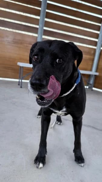 BOIRA, Mixed Breed (Refugio Tierra Blanca)