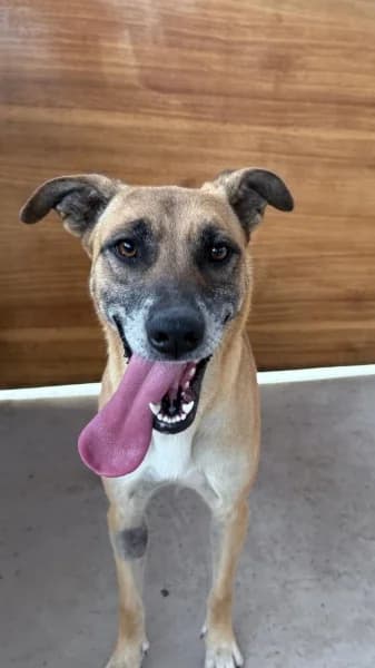 PURPURINA, Mixed Breed (Refugio Tierra Blanca)