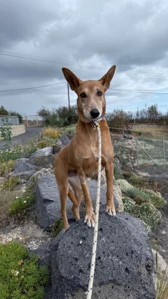 SOPA, Mixed Breed (Refugio Tierra Blanca)