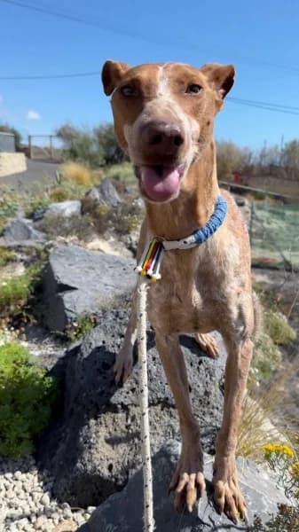 FANTA, female Podenco for adoption at Refugio Tierra Blanca