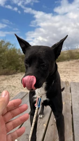 SOPHIE, Mixed Breed (Refugio Tierra Blanca)