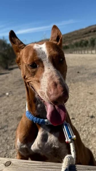 MIKO, male Podenco for adoption at Refugio Tierra Blanca