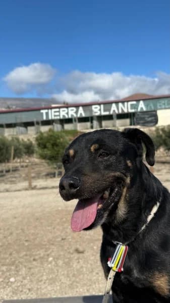 SHELDON, Mixed Breed (Refugio Tierra Blanca)