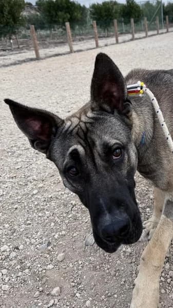 TURRÓN, Mixed Breed (Refugio Tierra Blanca)
