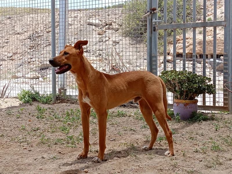 ODÍN, Mixed Breed (Refugio Tierra Blanca)