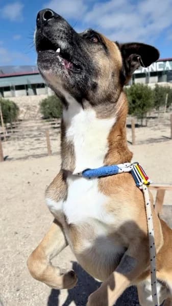 RUSTY, Mixed Breed (Refugio Tierra Blanca)