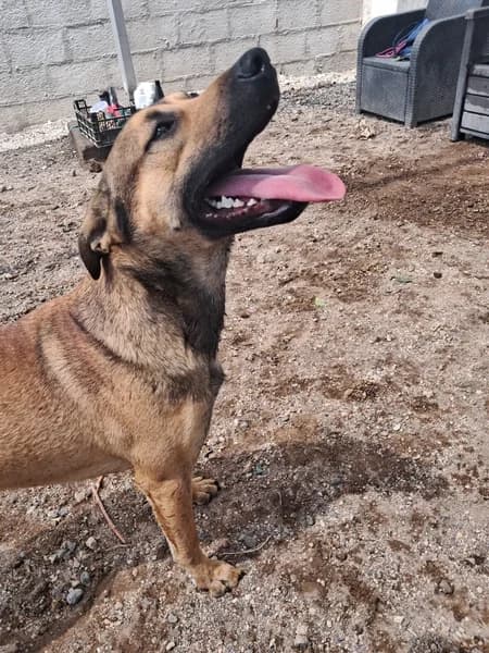 SCOOBY, Mixed Breed (Refugio Tierra Blanca)
