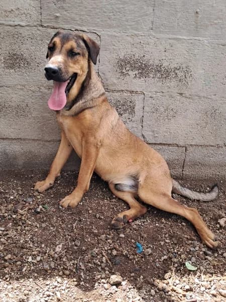 SHAGGY, Mixed Breed (Refugio Tierra Blanca)