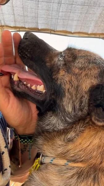 INDY, Mixed Breed (Refugio Tierra Blanca)