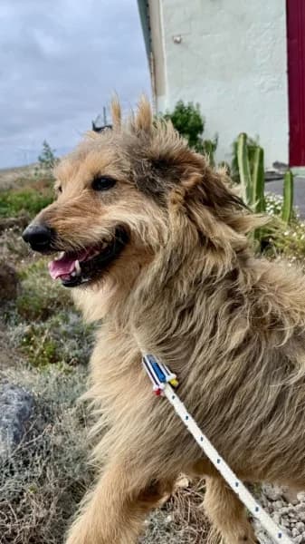 WILSON, Mixed Breed (Refugio Tierra Blanca)