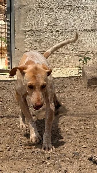KEKE, Mixed Breed (Refugio Tierra Blanca)