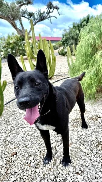 ANUBIS, Mixed Breed (Refugio Tierra Blanca)