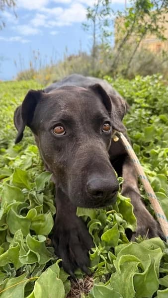 APOLO, Mixed Breed (Refugio Tierra Blanca)