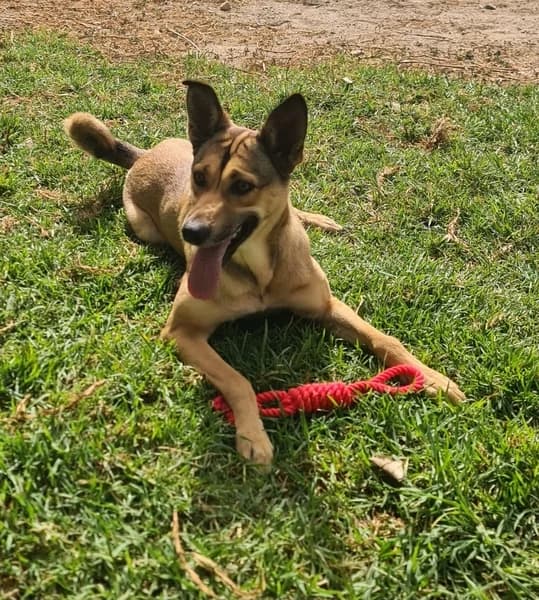PIPI, female Mixed Breed for adoption at Refugio Tierra Blanca