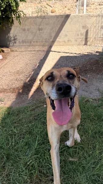 CHIA, Mixed Breed (Refugio Tierra Blanca)