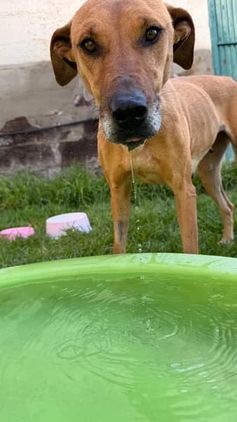 CANELA, Mixed Breed (Refugio Tierra Blanca)
