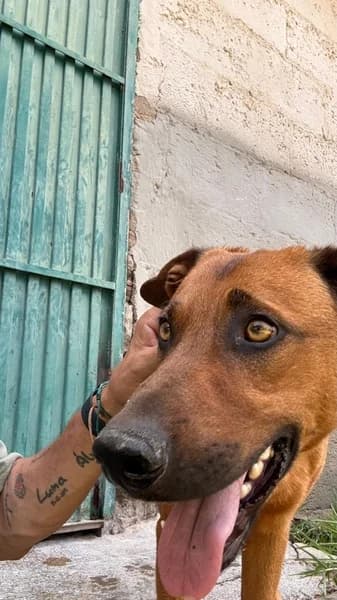 SCOTT, Mixed Breed (Refugio Tierra Blanca)