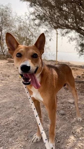 COOPER, Mixed Breed (Refugio Tierra Blanca)