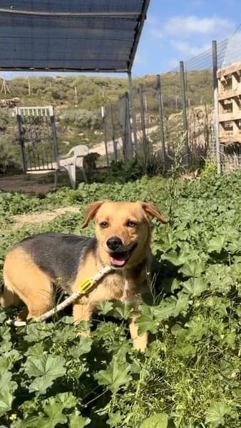 GUS, Mixed Breed (Refugio Tierra Blanca)