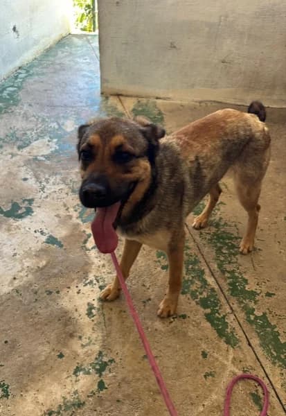 GORDI, Mixed Breed (Refugio Tierra Blanca)