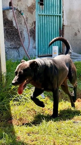 PLUTO, Mixed Breed (Refugio Tierra Blanca)