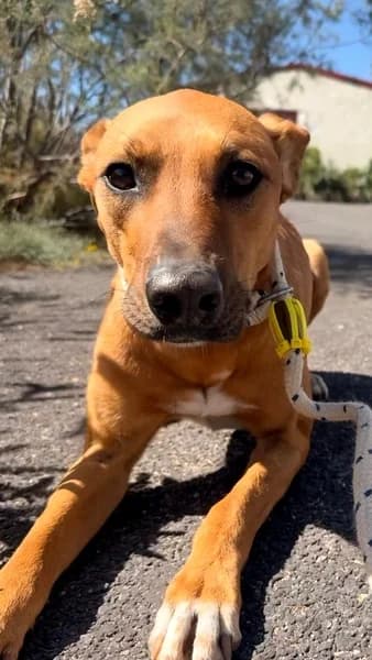CODY, male Mixed Breed for adoption at Refugio Tierra Blanca