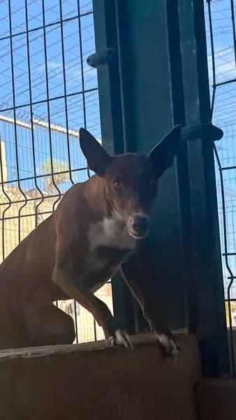 RAVIS, Mixed Breed (Refugio Tierra Blanca)