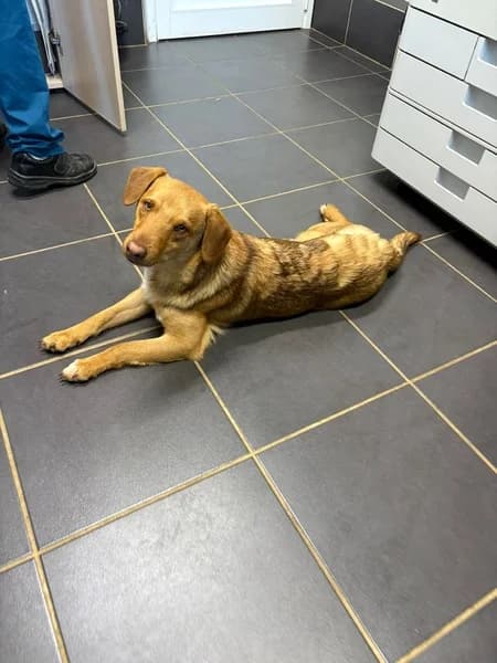 KOBU, male Mixed Breed for adoption at Refugio Tierra Blanca