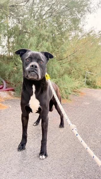 NEMO, Mixed Breed (Refugio Tierra Blanca)