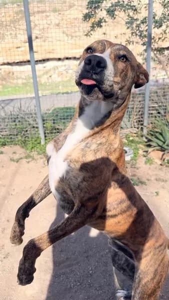 DONETTE, Mixed Breed (Refugio Tierra Blanca)