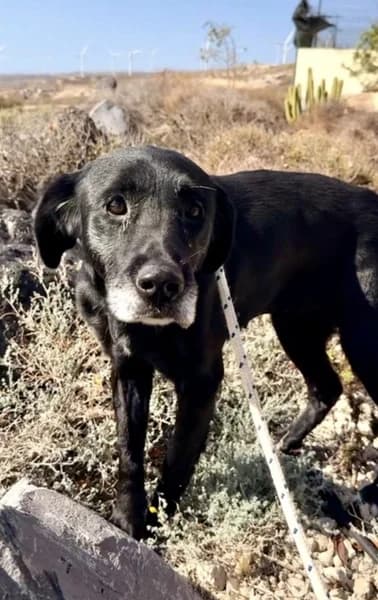 UVA, Mixed Breed (Refugio Tierra Blanca)