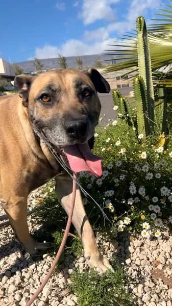MAGGIE, Mixed Breed (Refugio Tierra Blanca)