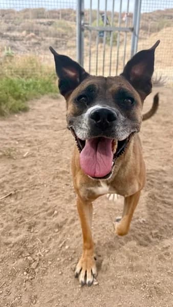 PICA, Mixed Breed (Refugio Tierra Blanca)