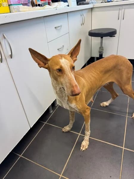 GREICY, female Podenco for adoption at Refugio Tierra Blanca
