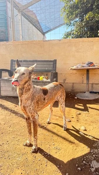 FLORA, female Podenco for adoption at Refugio Tierra Blanca