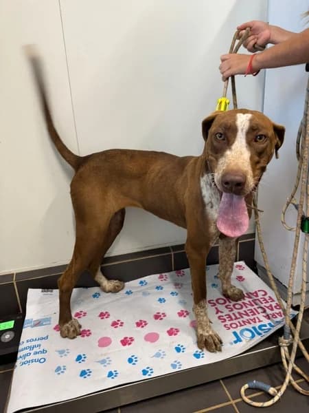 COMETA, female Mixed Breed for adoption at Refugio Tierra Blanca