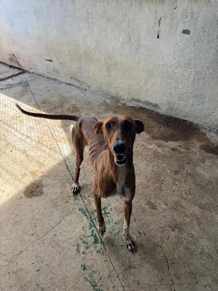 BORRACHA, Podenco (Refugio Tierra Blanca)