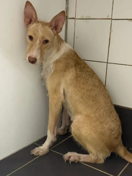 VIOLETA, Podenco (Refugio Tierra Blanca)