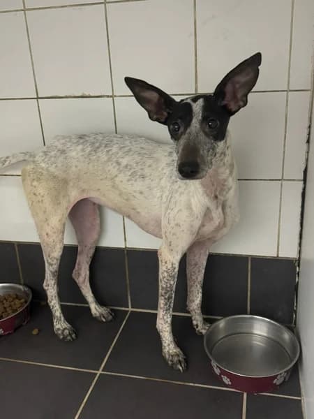 AGATHA, Podenco (Refugio Tierra Blanca)