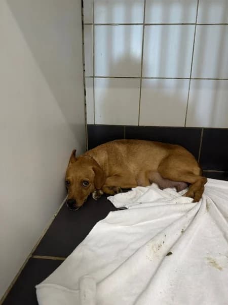 SARA, Mixed Breed (Refugio Tierra Blanca)