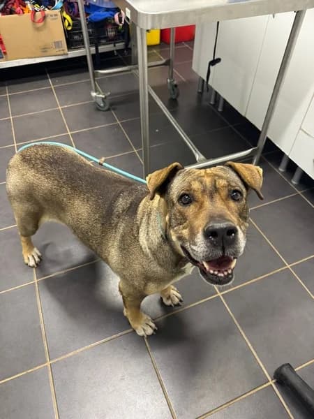 MALI, female Mixed Breed for adoption at Refugio Tierra Blanca
