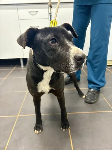 MOANA, female Mixed Breed for adoption at Refugio Tierra Blanca