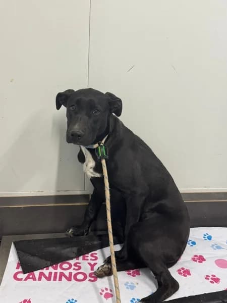 Estela, female Mixed Breed for adoption at Refugio Tierra Blanca