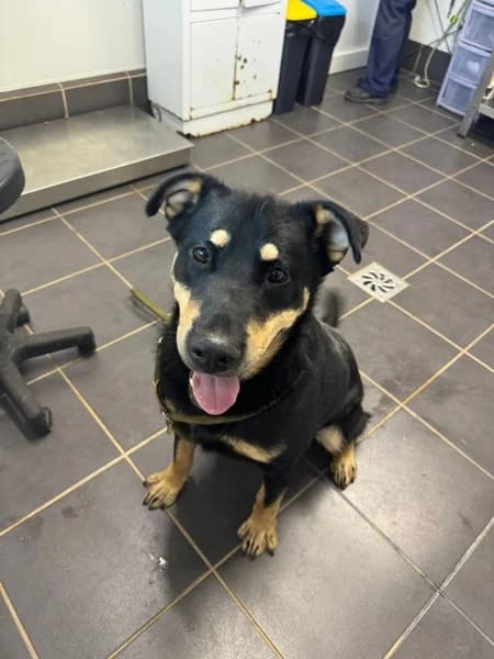 NERO, male Mixed Breed for adoption at Refugio Tierra Blanca