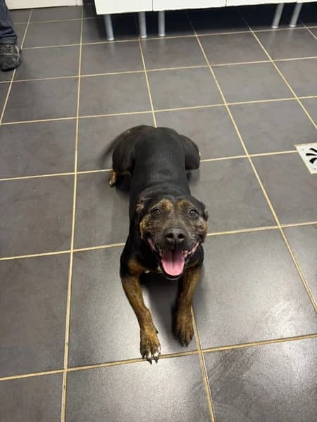 CHER, female Mixed Breed for adoption at Refugio Tierra Blanca