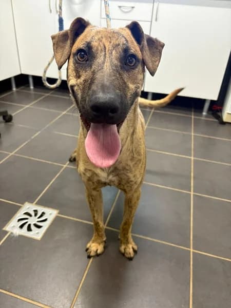 HENKO, male Mixed Breed for adoption at Refugio Tierra Blanca
